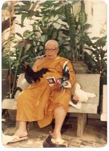 ปฏิบัติตนอย่างไรในวันมาฆบูชา 2 download 7