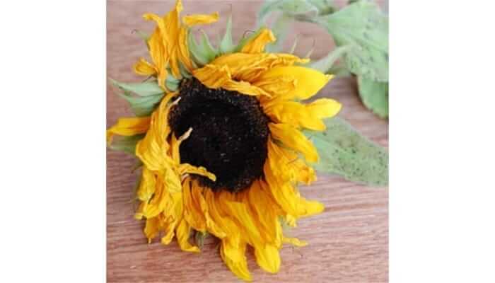 How to เอาชนะมัจจุราชและความตาย 11 picture20230408102221