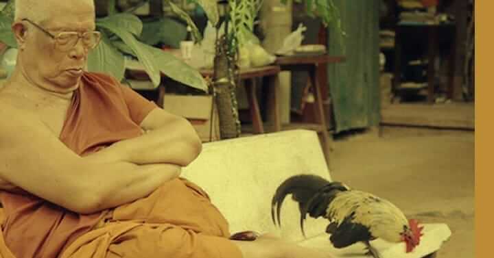 เลี้ยงไก่ไว้ไข่ให้สุนัขกิน 18 picture in20230224082047