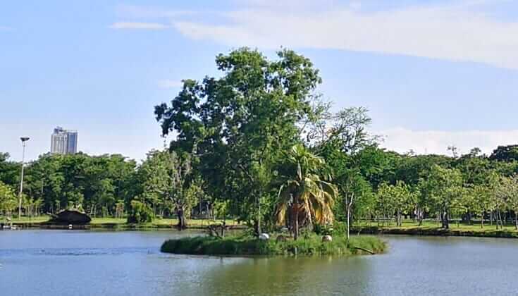 6 Nalikae Coconut Tree 9 Nalikae