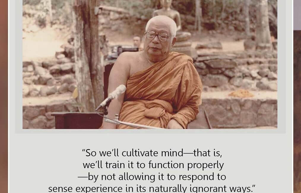 Cultivate Mind 24 SWED 7