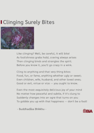 10 Clinging Surely Bites-
