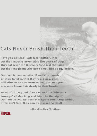 19 Cats Never Brush Their Teeth-