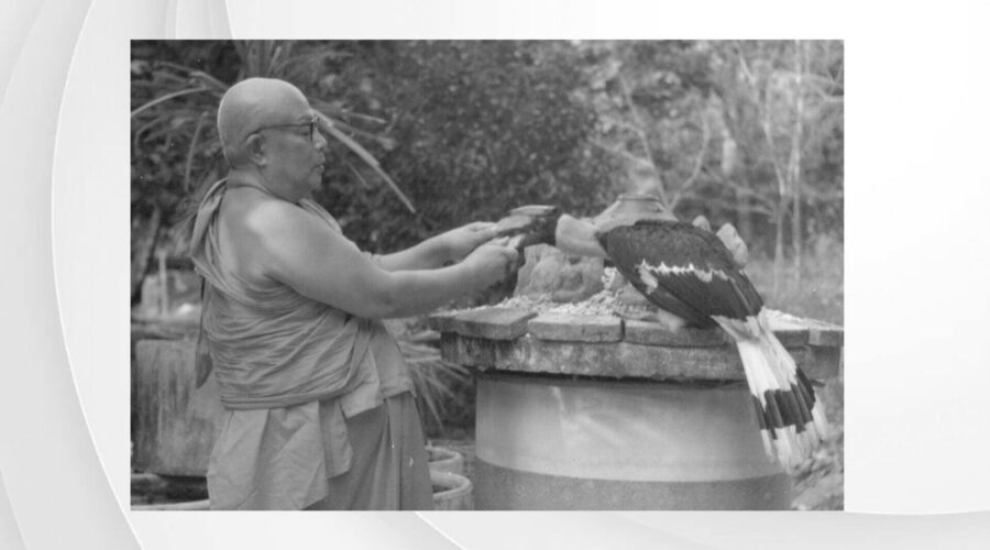 44 Remembering the Hornbill-final