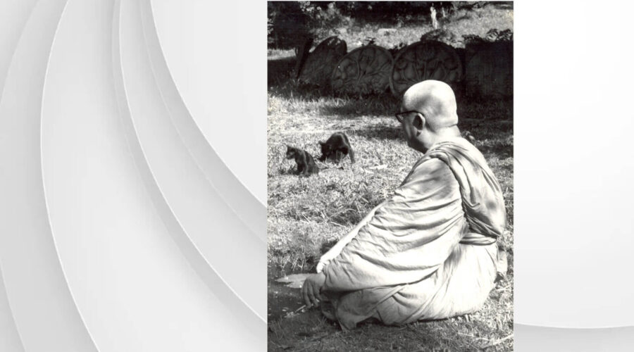 44 Shamed by Kitten-final