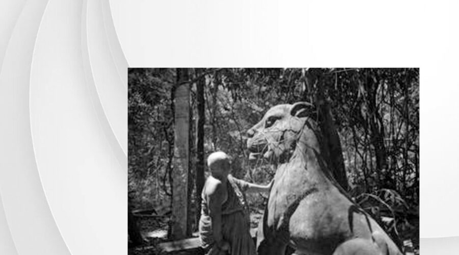 44 Tiger become kitty-final