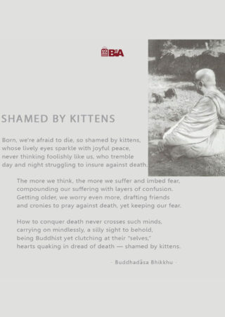 44 shamed by kittens-