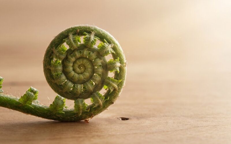 ชีวิตวนลูป สวนโมกข์กรุงเทพ