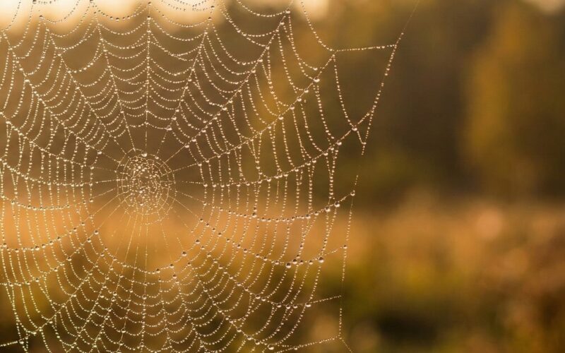 Gemini_Generated_Image_xyfxtexyfxtexyfx_cr